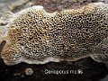 Cerioporus mollis-amf1822-1